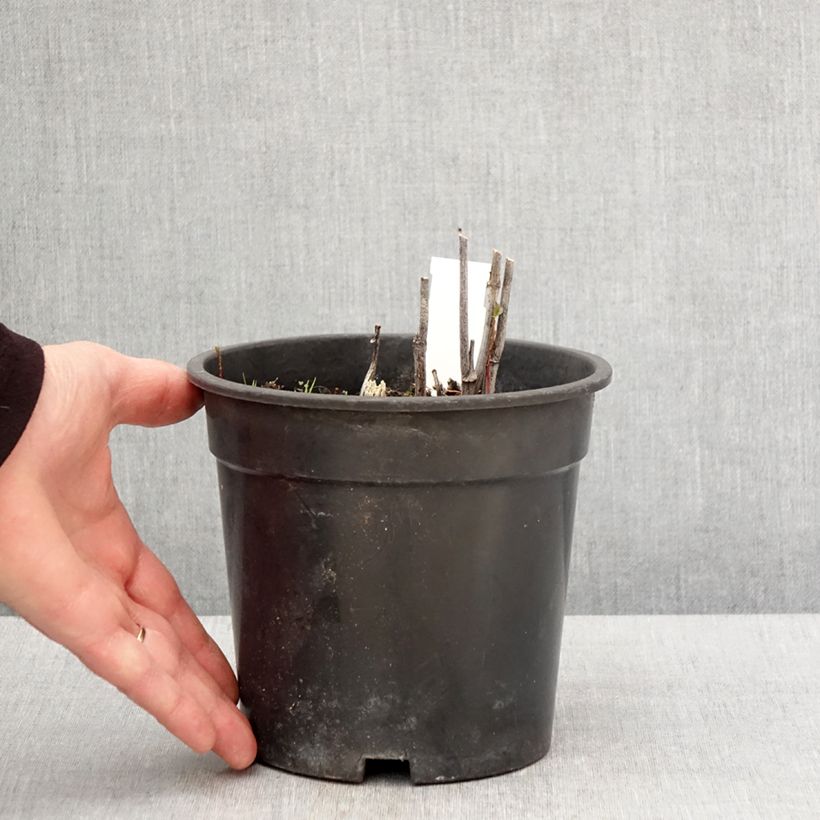 Example of Rudbeckia laciniata Goldquelle Vaso da 2L/3L as you get in printemps