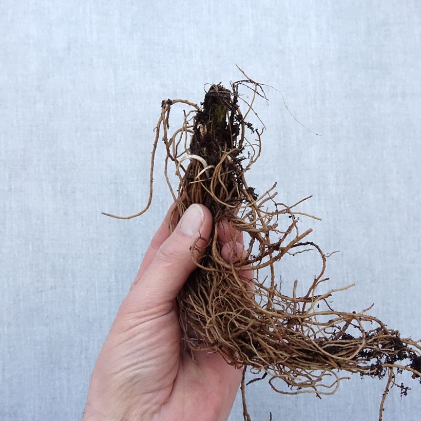 Example of Rudbeckia laciniata Goldquelle Piante piccole a radice nuda as you get in hiver