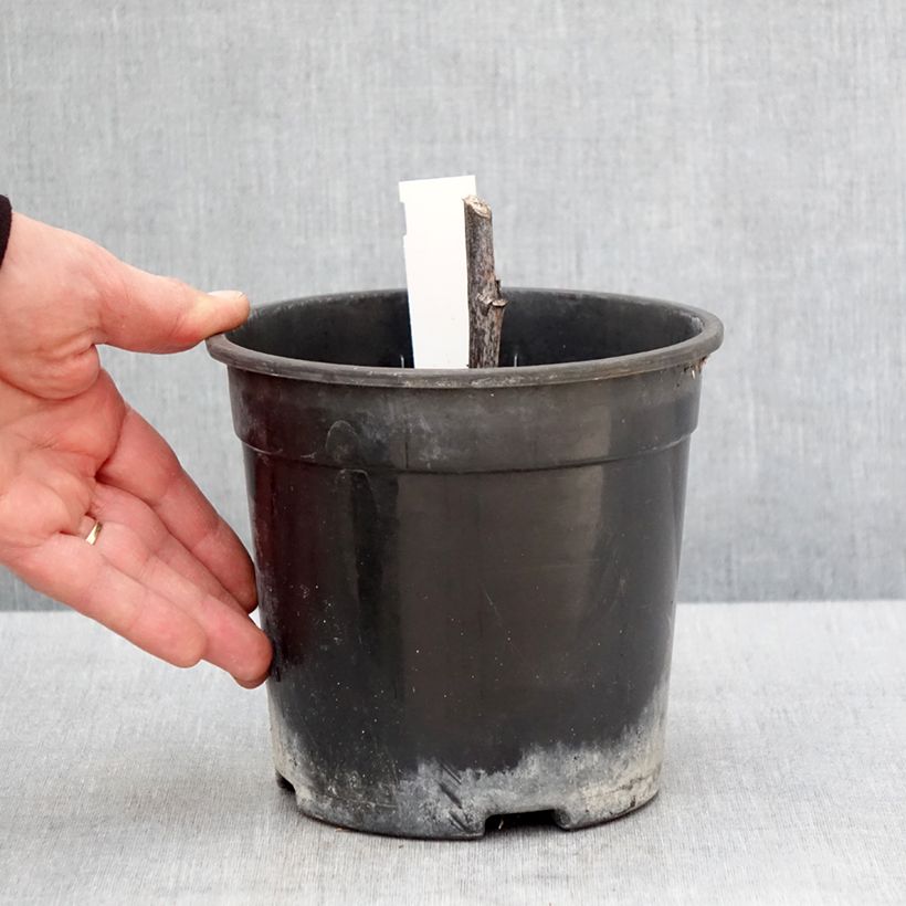 Rudbeckia nitida Herbstsonne Vaso da 2L/3L esemplare consegnato in primavera