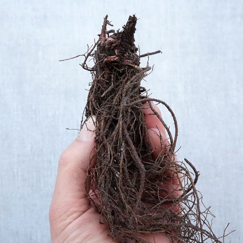 Rudbeckia nitida Herbstsonne Piante piccole a radice nuda esemplare consegnato in inverno