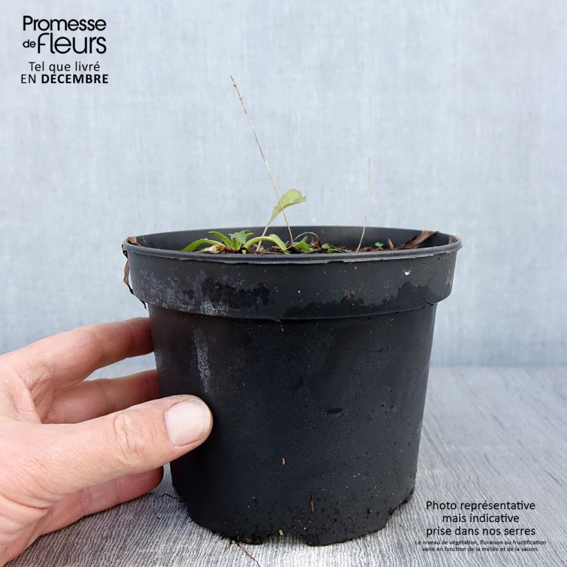Esemplare di Rudbeckia occidentalis Green Wizard Pot de 2L/3L come consegnato in autunno