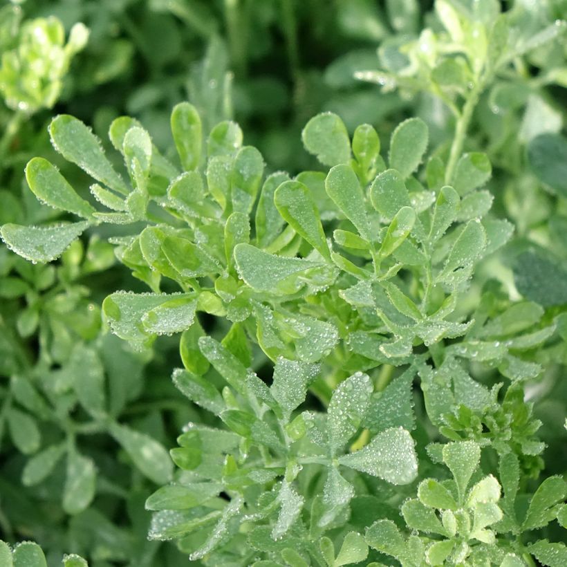 Ruta graveolens - Ruta comune (Fogliame)