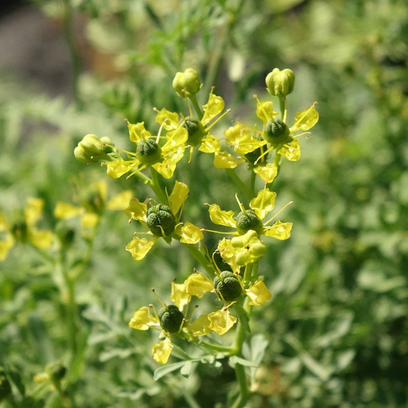 Ruta graveolens - Ruta comune (Fioritura)