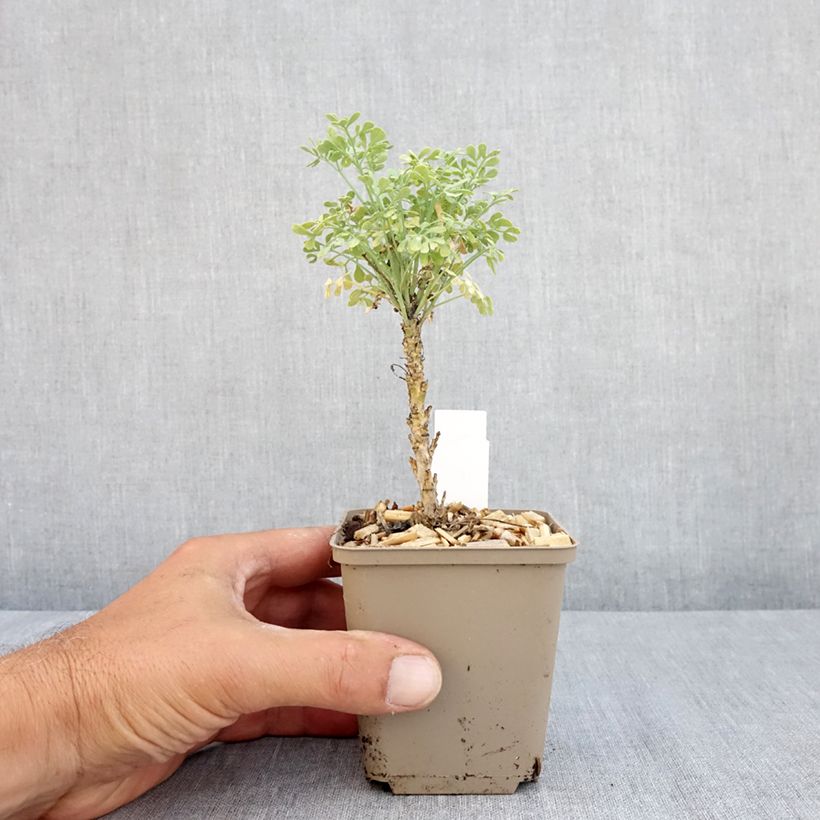 Esemplare di Ruta graveolens Jackman's blue - Ruta comune Vasetto da 8/9 cm consegnato in estate