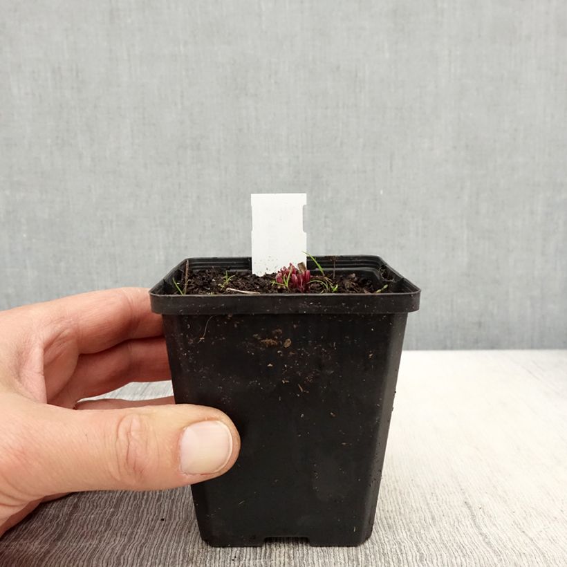 Ruellia humilis Vasetto da 8/9 cm esemplare consegnato in primavera