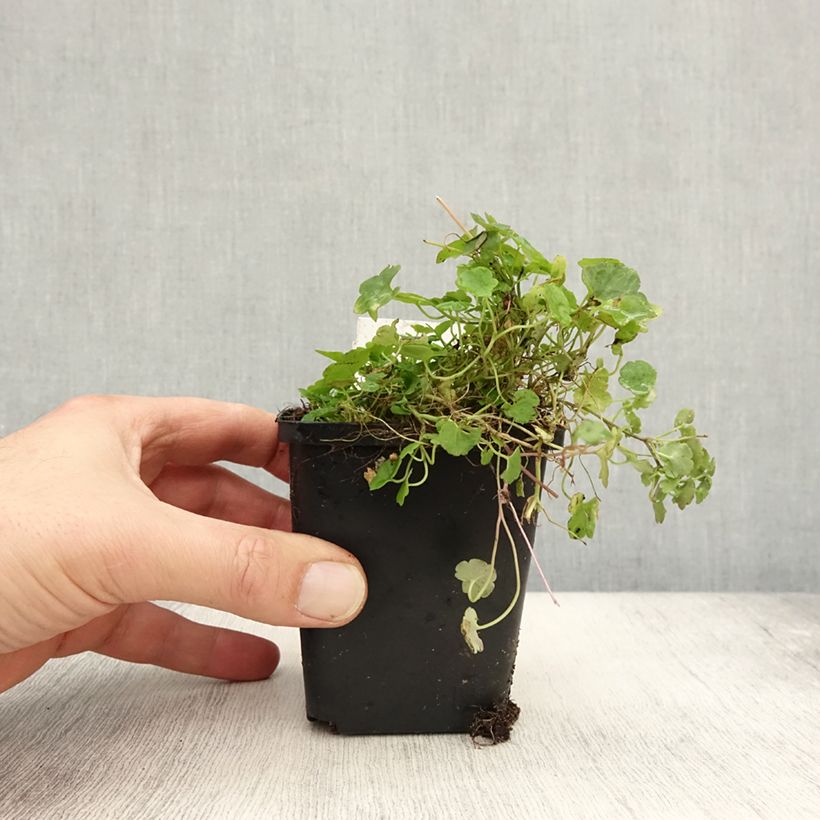 Esemplare di Ruine de Rome - Cymbalaria muralis Godet de 8/9 cm come consegnato in autunno