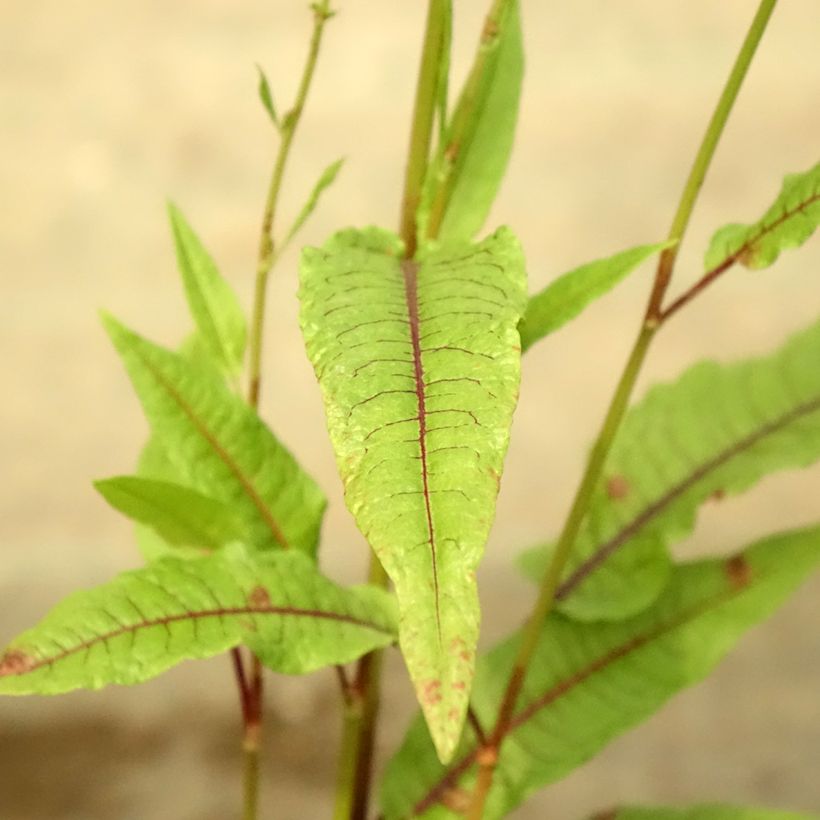Rumex sauvignea - Romice acquatico (Foliage)