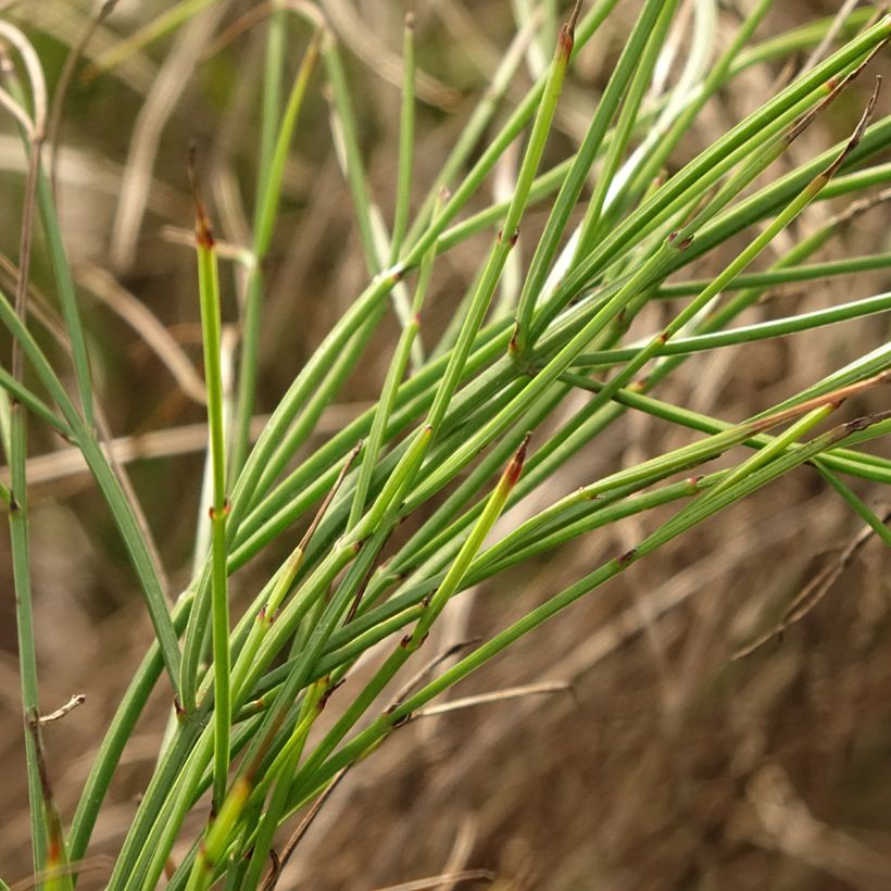 Russelia equisetiformis - Russelia equisetiforme (Foliage)