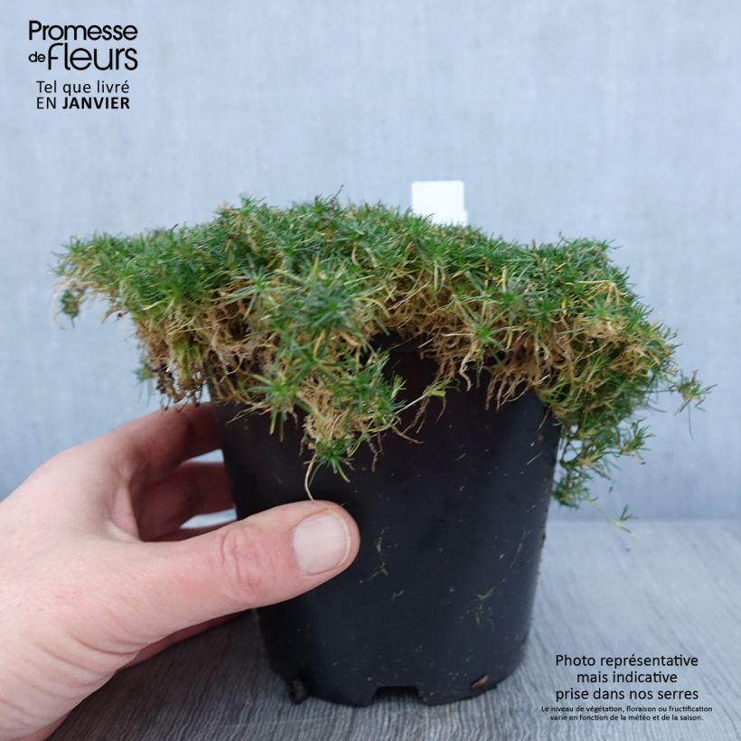 Sagina Green Moss - Sagine subulée Pot de 1,5L/2L esemplare consegnato in inverno