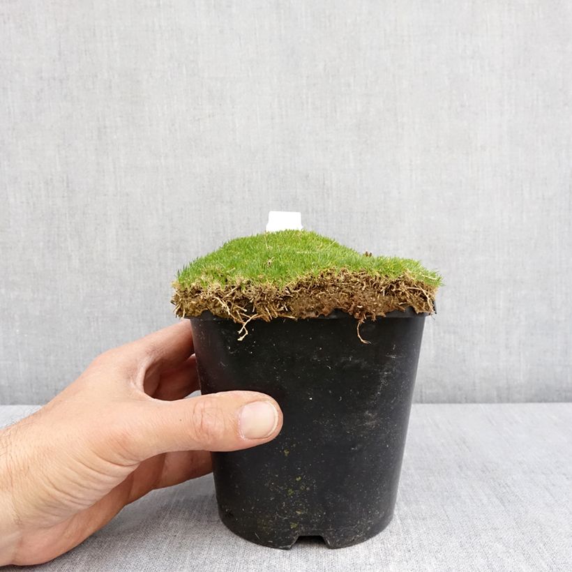 Sagina Green Moss - Muschio irlandese Vaso da 1,5L/2L esemplare consegnato in primavera