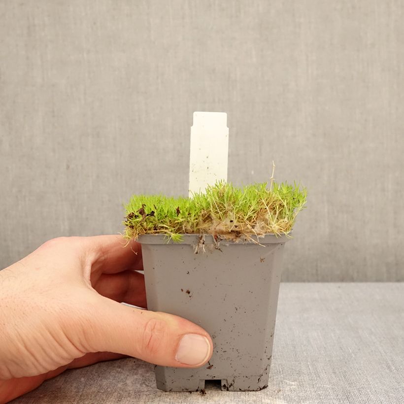 Sagina Lime Moss - Muschio irlandese Vasetto da 8/9 cm esemplare consegnato in inverno