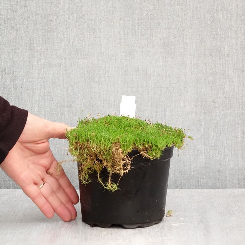 Esemplare di Sagina subulata - Muschio irlandese Vaso da 2L/3L come consegnato in autunno