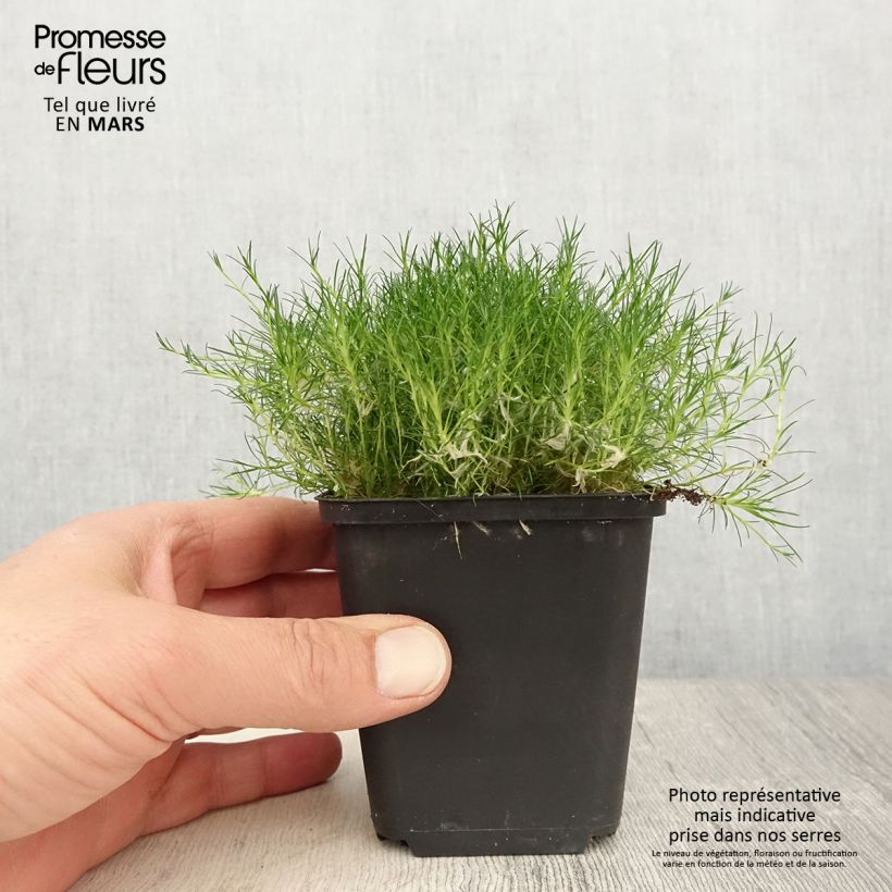 Sagina Scottish Moss - Muschio irlandese Vasetto da 8/9 cm esemplare consegnato in primavera