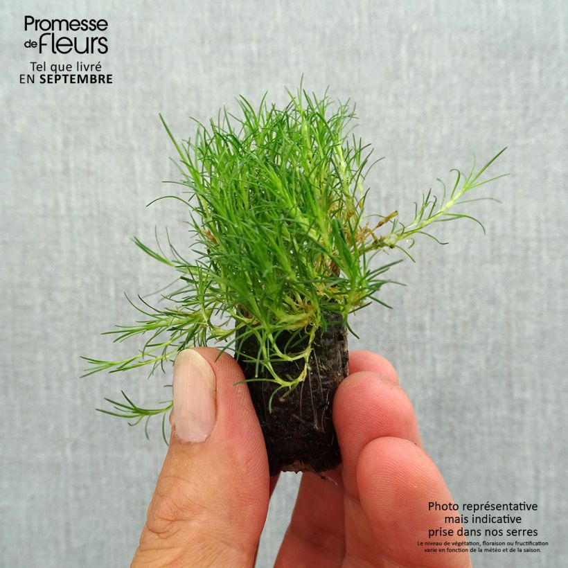 Esemplare di Sagina Scottish Moss - Muschio irlandese Mini zolla Ø 1,5/2,5 cm come consegnato in autunno