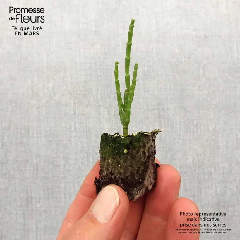 Example of Salicornia europaea - Salicornia Mini zolla Ø 1,5/2,5 cm as you get in printemps