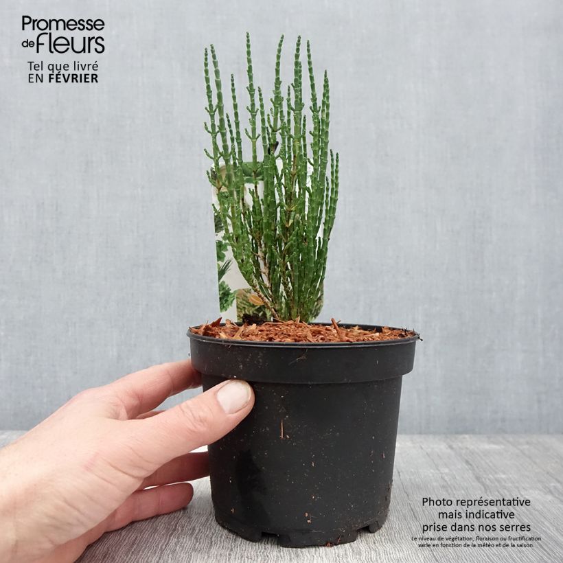 Salicorne d'Europe, Cornichon de mer - Salicornia europaea Pot de 1,5L/2L esemplare consegnato in inverno
