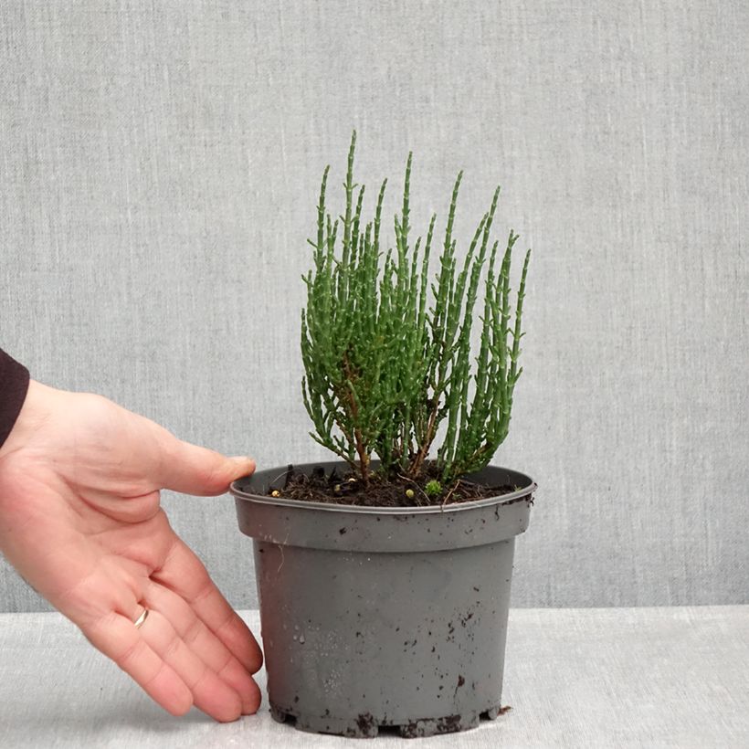 Esemplare di Salicornia europaea - Salicornia Vaso da 1,5L/2L come consegnato in autunno