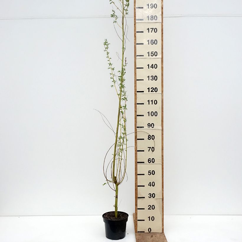 Salix alba Golden Ness - Salice bianco dorato Vaso da 4L/5L esemplare consegnato in primavera