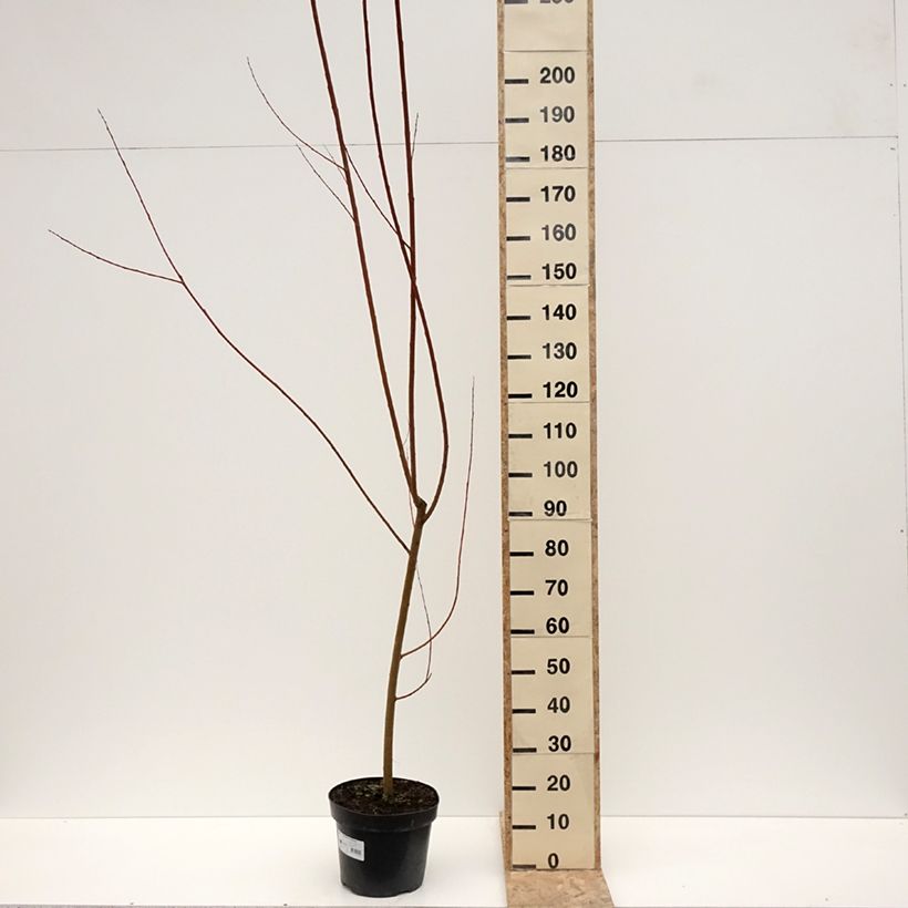 Salix alba Strachowo - Saule blanc à bois orange Pot de 7,5L/10L esemplare consegnato in inverno