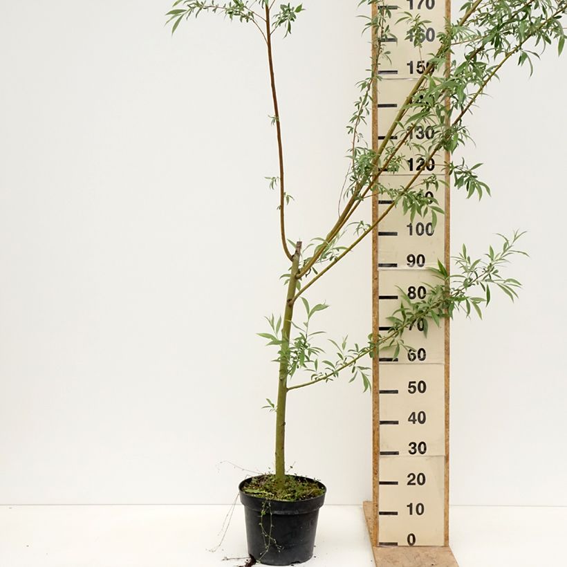 Example of Salix alba Strachowo Vaso da 7,5L/10L as you get in printemps