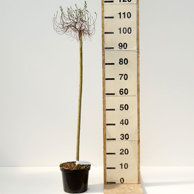 Salix arctica Yalta Vaso da 4L/5L, Vaso impalcato esemplare consegnato in primavera