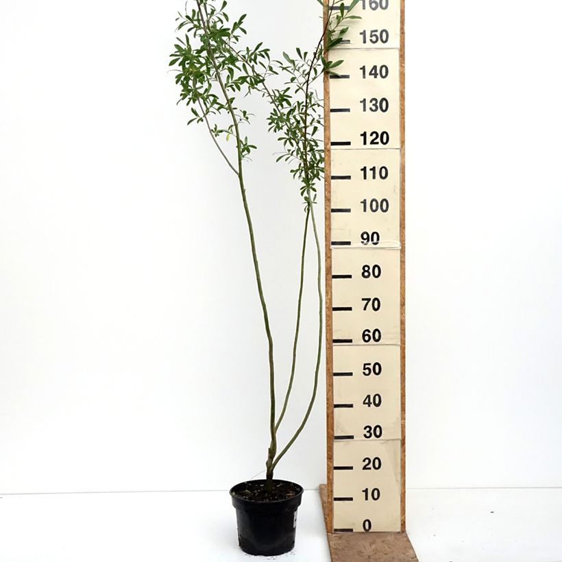 Salix aurita Büchelberg Vaso da 4L/5L esemplare consegnato in primavera