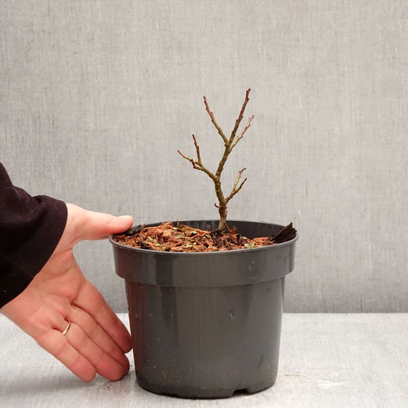 Salix Boydii Vaso da 2L/3L esemplare consegnato in inverno