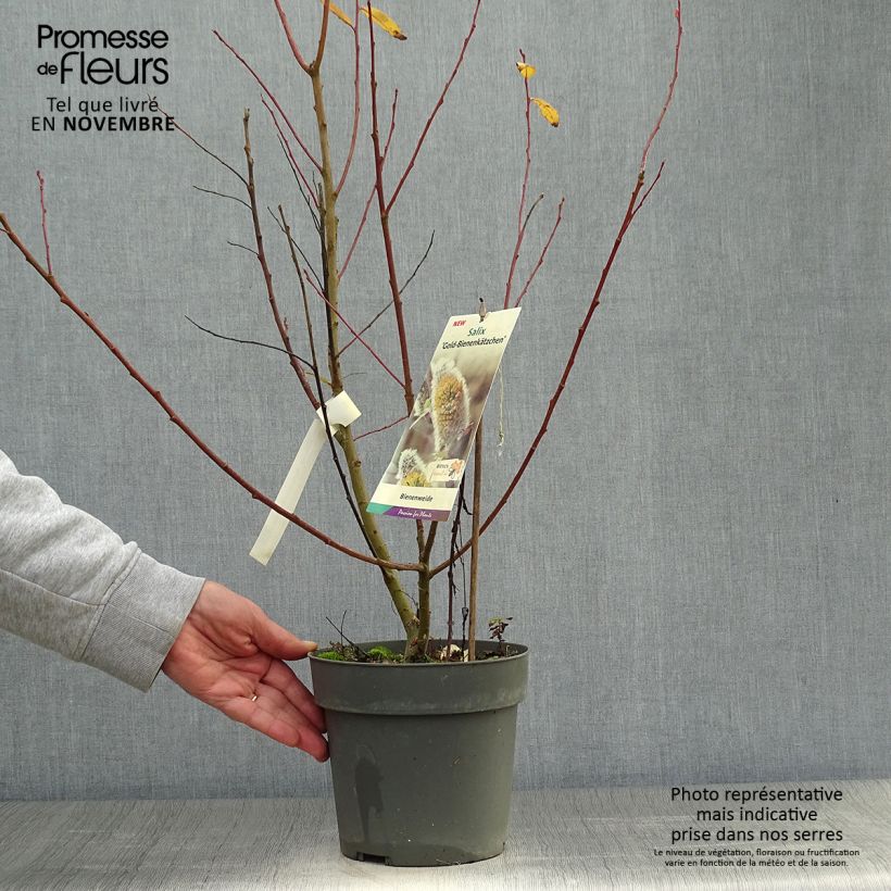 Esemplare di Salix caprea Gold-Bienenkätzchen - Salice delle capre Vaso da 3L/4L come consegnato in autunno