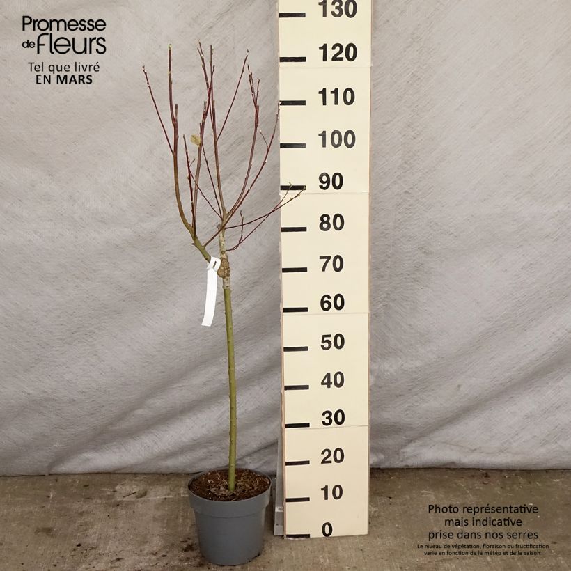 Salix caprea Gold-Bienenkätzchen - Salice delle capre Vaso da 3L/4L esemplare consegnato in primavera