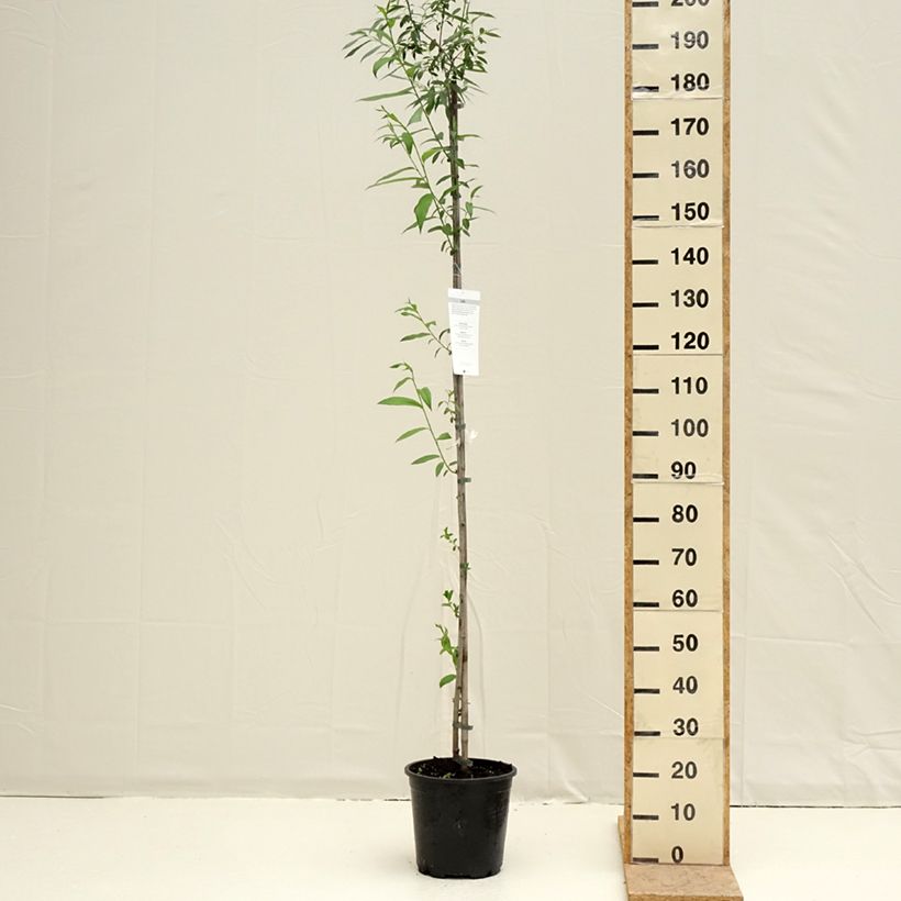 Example of Salix caprea - Salice delle capre Vaso da 7,5L/10L as you get in printemps