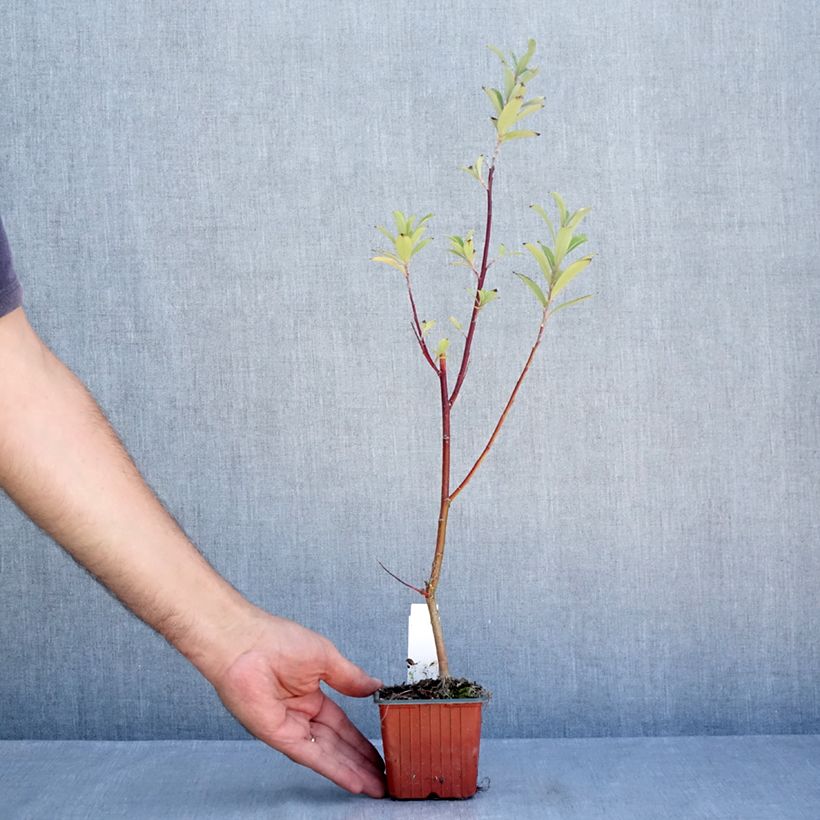 Esemplare di Salix gracilistyla Mount Aso - Salice rosa Vasetto da 8/9 cm consegnato in estate