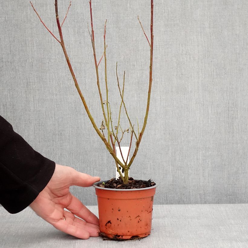 Salix chaenomeloides Mount Aso - Saule japonais Godet de 8/9 cm esemplare consegnato in inverno
