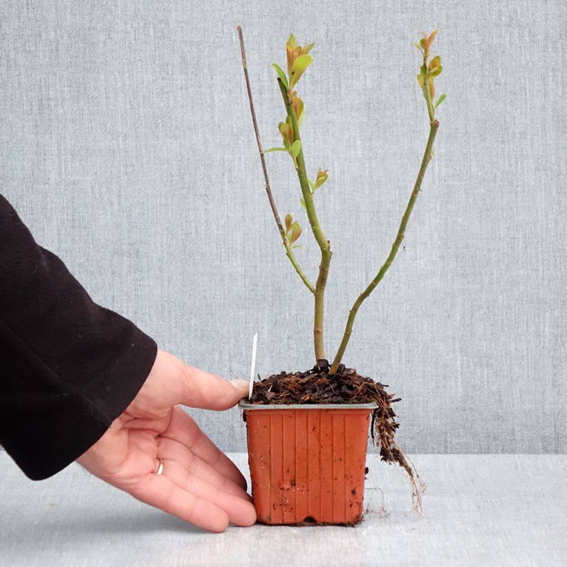 Salix gracilistyla Mount Aso - Salice rosa Vasetto da 8/9 cm esemplare consegnato in primavera