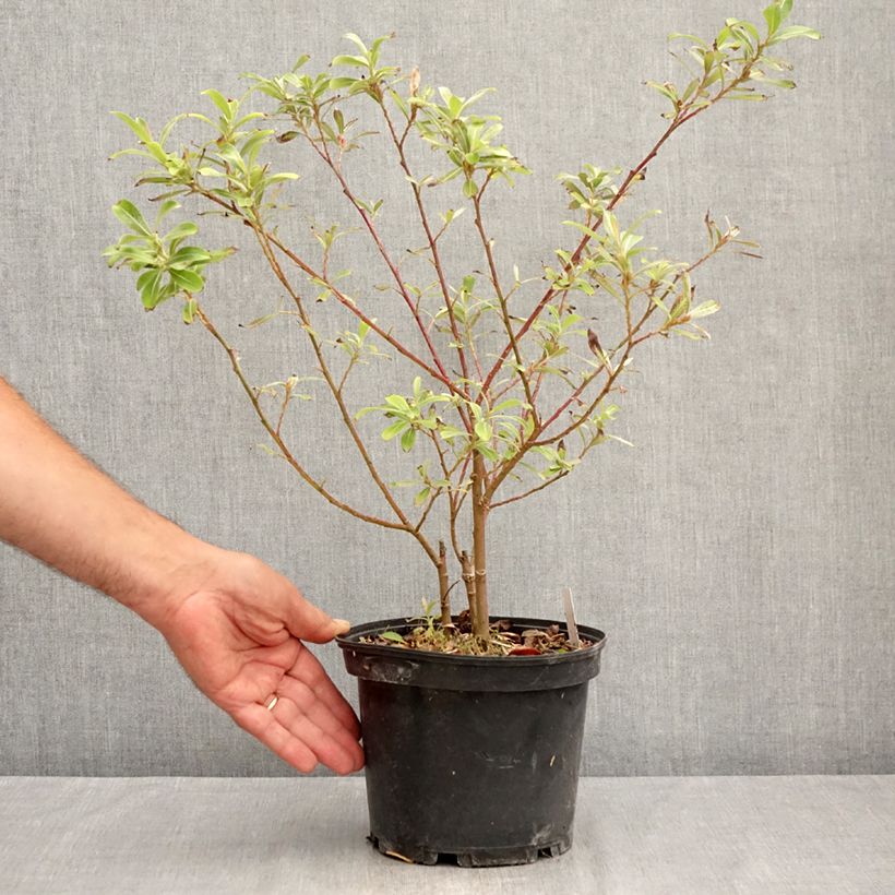Esemplare di Salix gracilistyla Mount Aso - Salice rosa Vaso da 2L/3L consegnato in estate