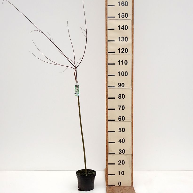 Salix cinerea Tricolor - Saule cendré Vaso da 3L/4L, Vaso impalcato esemplare consegnato in inverno