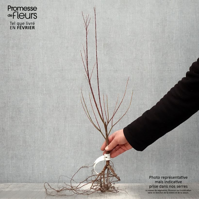 Example of Salix elaeagnos subsp. angustifolia Angustifolia Piante piccole a radice nuda as you get in hiver