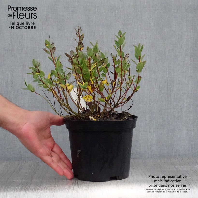 Esemplare di Salix hastata Wehrhahnii - Salice astato Vaso da 2L/3L come consegnato in autunno