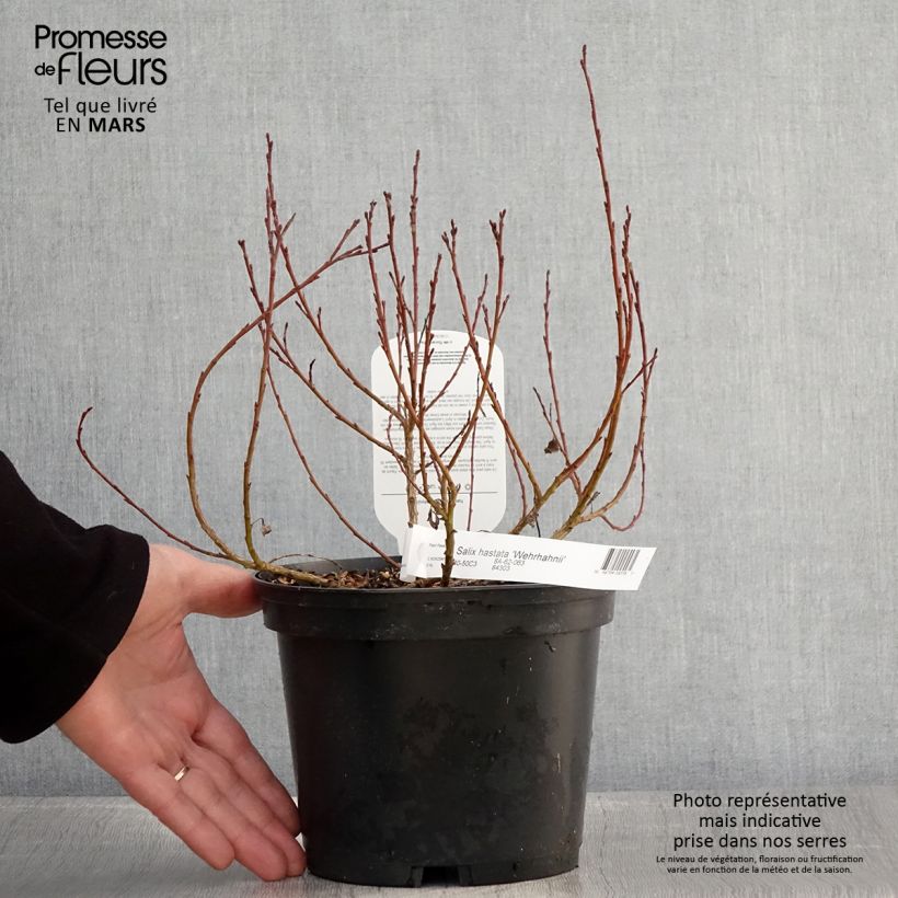 Example of Salix hastata Wehrhahnii - Salice astato Vaso da 2L/3L as you get in printemps