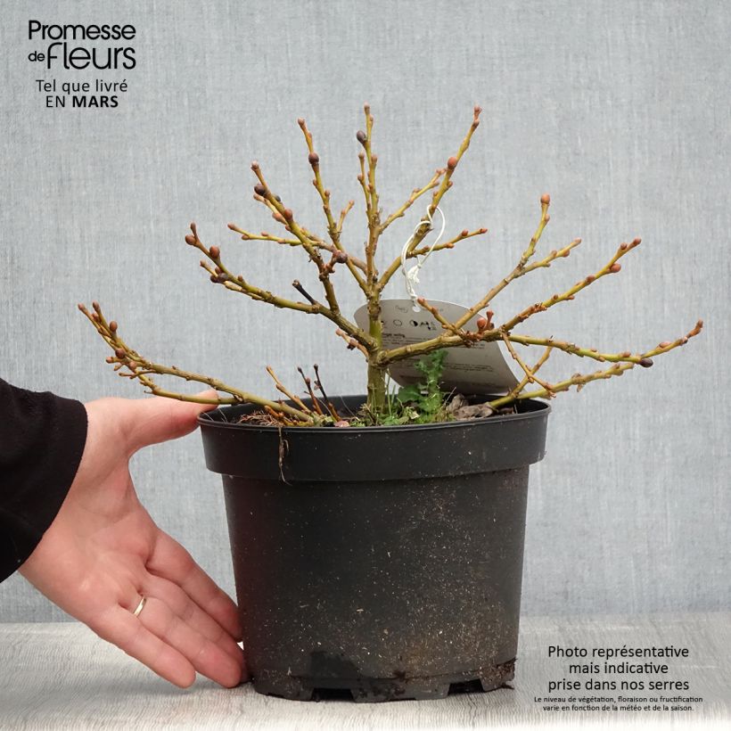 Salix lanata - Salice lanoso Vaso da 2L/3L esemplare consegnato in primavera