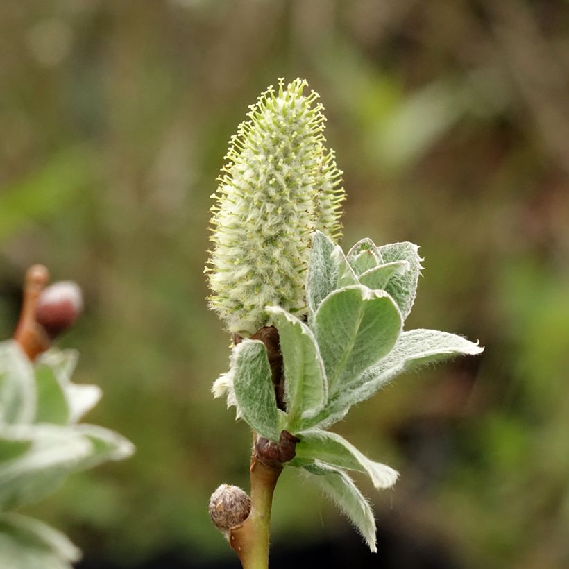 Salix lanata - Salice lanoso (Fioritura)
