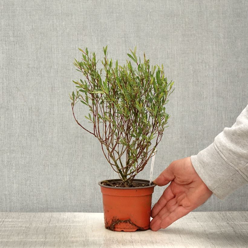 Example of Salix purpurea Nana - Salice rosso nano Vasetto da 8/9 cm as you get in printemps