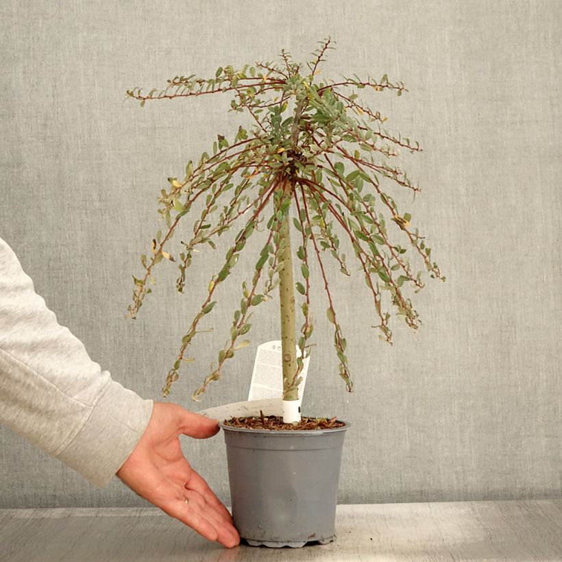 Esemplare di Salix repens Armando - Saule rampant Pot de 1,5L/2L, Mini-tige, Tige de 30 cm come consegnato in autunno