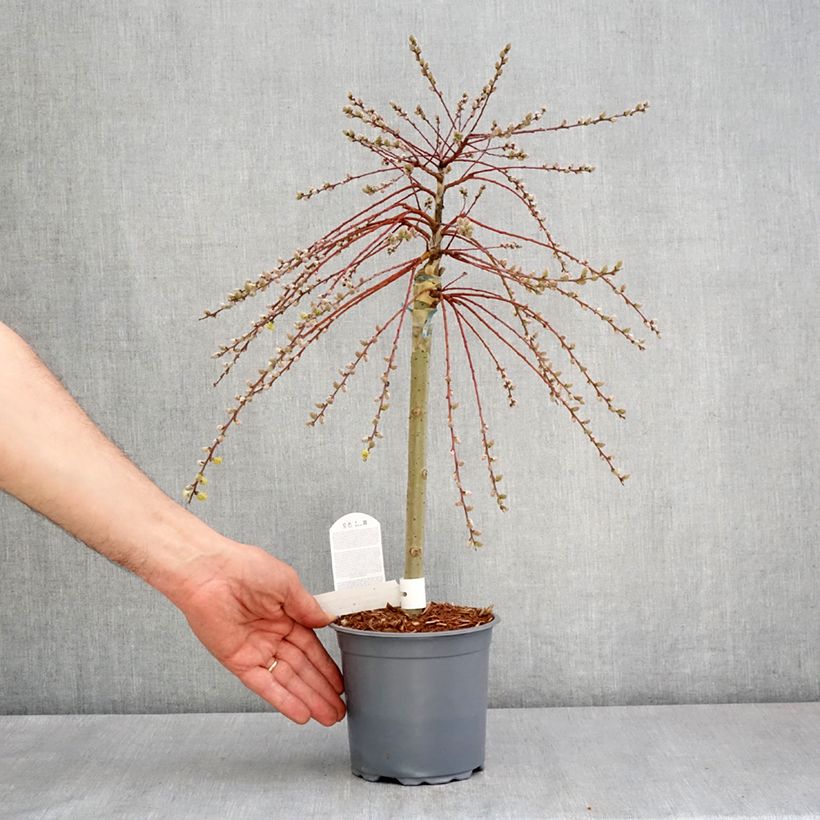 Salix repens Armando - Salice strisciante Vaso da 1,5L/2L, Rosa a mini-alberello esemplare consegnato in primavera