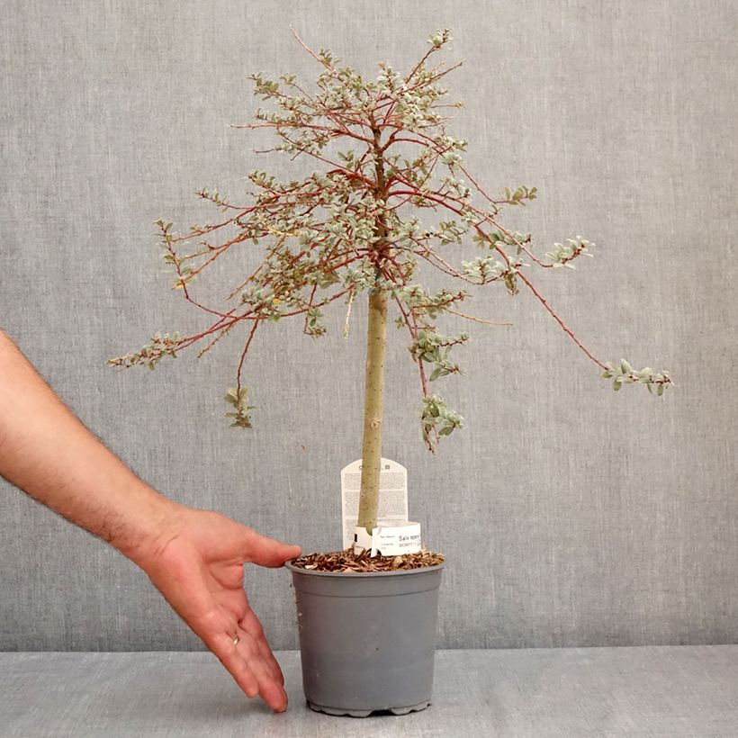 Esemplare di Salix repens Armando - Salice strisciante Vaso da 1,5L/2L, Rosa a mini-alberello consegnato in estate