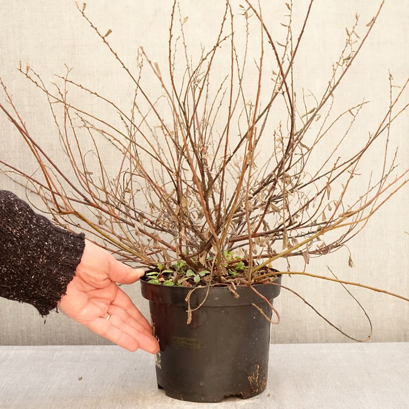 Salix repens Nitida - Salice strisciante Vaso da 2L/3L esemplare consegnato in inverno