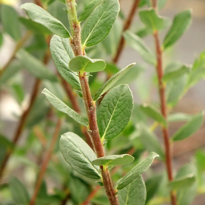 Salix repens - Salice strisciante (Foliage)