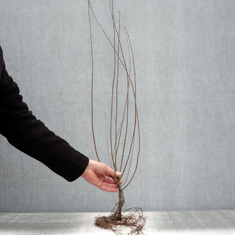 Example of Salix repens - Salice strisciante Piante piccole a radice nuda, A cespuglio as you get in hiver