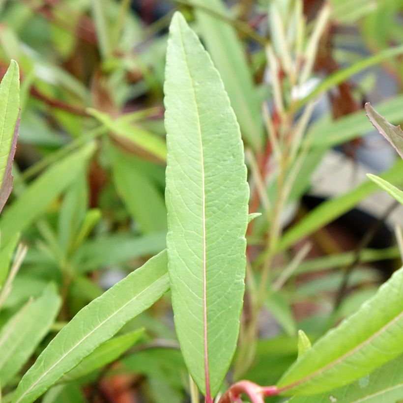 Salix sachalinensis Sekka (Fogliame)