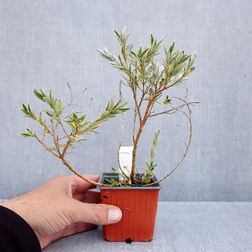 Esemplare di Salix subopposita Vasetto da 8/9 cm come consegnato in autunno