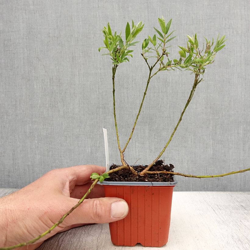 Salix subopposita Vasetto da 8/9 cm esemplare consegnato in primavera